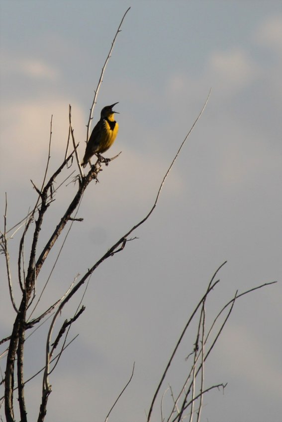 A meadowlark sings in a tree atop South Table Mountain in June 2022.